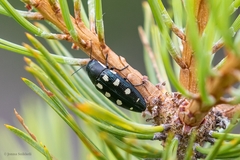Buprestis octoguttata