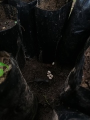 Sceloporus siniferus