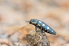 Buprestis octoguttata