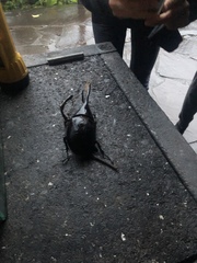 Dynastes septentrionalis