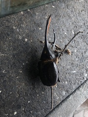 Dynastes septentrionalis