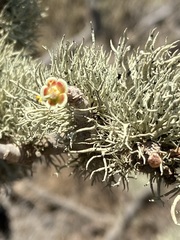 Euphorbia misera