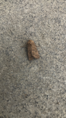 Hoplodrina octogenaria