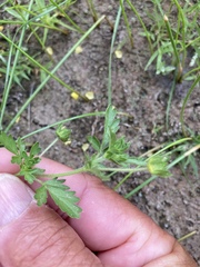 Potentilla rivalis