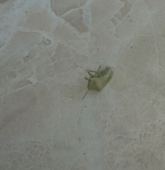 Acrosternum breviceps