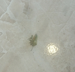 Acrosternum breviceps