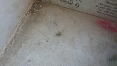 Acrosternum breviceps