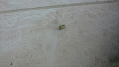 Acrosternum breviceps