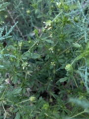 Potentilla rivalis