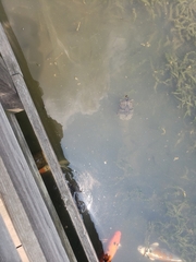 Cyprinus rubrofuscus