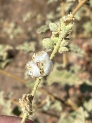 Sphaeralcea fulva