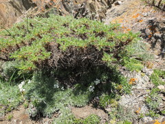 Astragalus denudatus