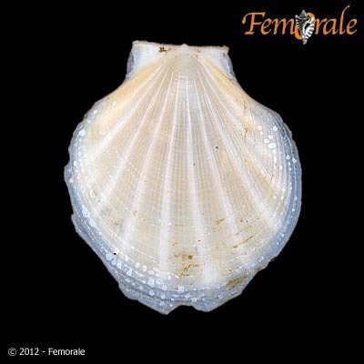Glass Scallops
