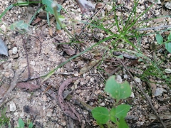 Incilius marmoreus