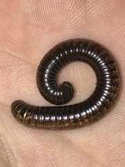 Choctella cumminsi