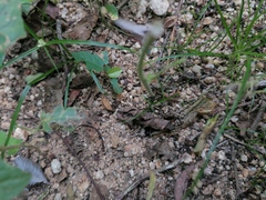 Incilius marmoreus