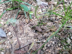 Incilius marmoreus