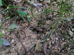 Incilius marmoreus