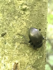 Meracantha contracta