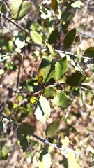 Rhamnus insula