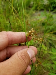 Juncus pylaei