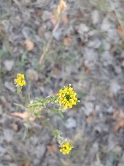 Erysimum virgatum