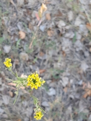 Erysimum virgatum