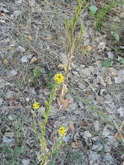 Erysimum virgatum