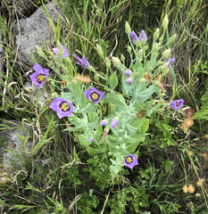Eustoma russellianum