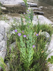 Eustoma russellianum