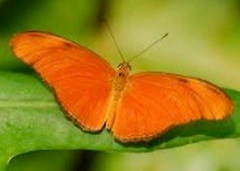 Dryas