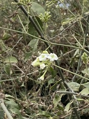 Commicarpus plumbagineus