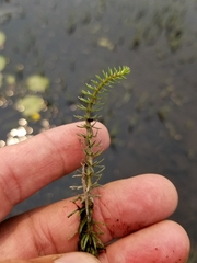 Hippuris vulgaris