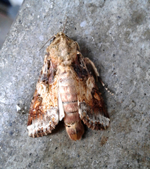 Spodoptera latifascia
