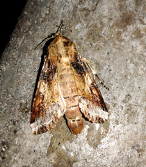 Spodoptera latifascia