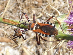 Rhynocoris punctiventris