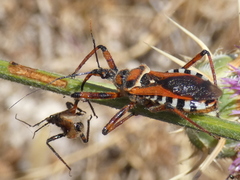 Rhynocoris punctiventris