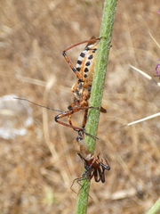 Rhynocoris punctiventris