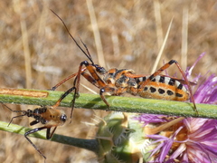 Rhynocoris punctiventris