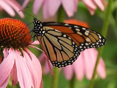 Danaus plexippus