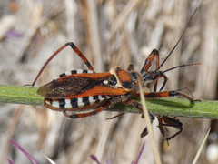 Rhynocoris punctiventris