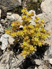Sedum annuum