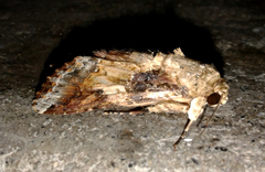Spodoptera latifascia
