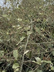 Commicarpus plumbagineus