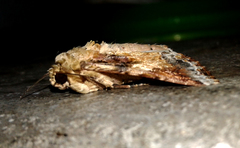 Spodoptera latifascia