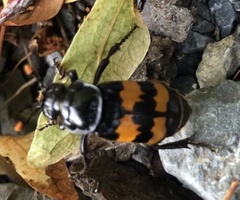 Nicrophorus interruptus
