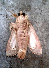 Spodoptera latifascia