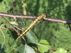 Orthetrum cancellatum