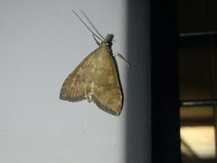 Udea fulvalis