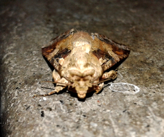 Spodoptera latifascia